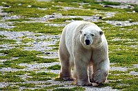 polar bear insummer2